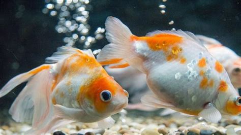 金魚缺氧|金魚缺氧怎麼辦？學會這幾招，金魚養的好